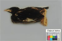 藏品(八哥)的圖片